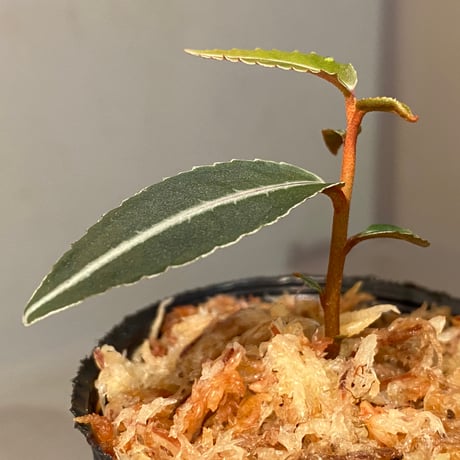 Labisia pumila from Solok sumatera [LA0117-01]