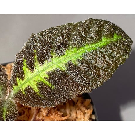 Nautilocalyx picturatus