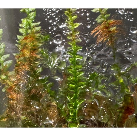 Taxiphyllum sp. from Lake Matano Sulawesi