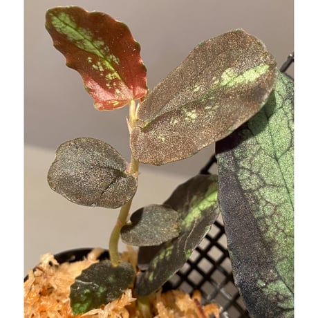 Pellionia sp. from Binh Dinh Vietnam
