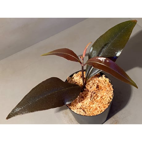 Medinilla sp. from Irian Jaya Papua