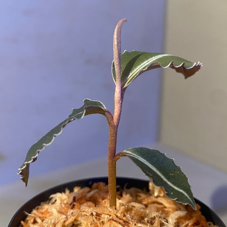 Labisia pumila from Cameron Highlands