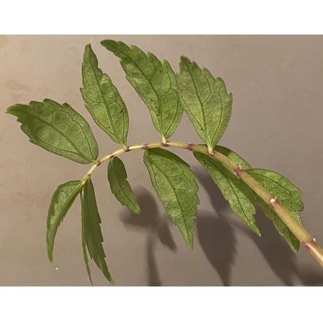 Elatostema sp. from Quezon, Luzon, Philippines