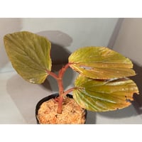 Begonia sp. from Kapuas hulu West Kalimantan