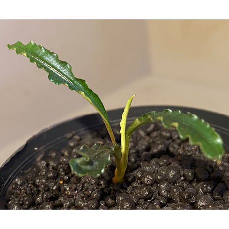 Bucephalandra sp. "MEDUSA"