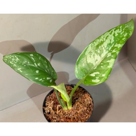 Schismatoglottis sp. from Provinsi Papua