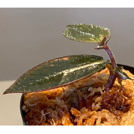Argostemma hookeri from Malay Peninsula