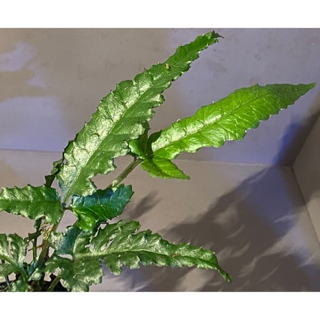 Bolbitis sp. from Siberut [LA]