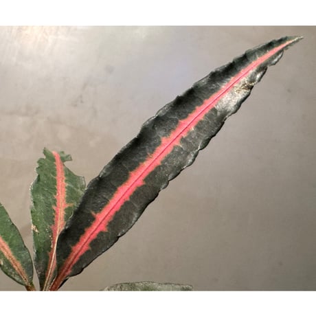 Labisia sp. from Vietnam