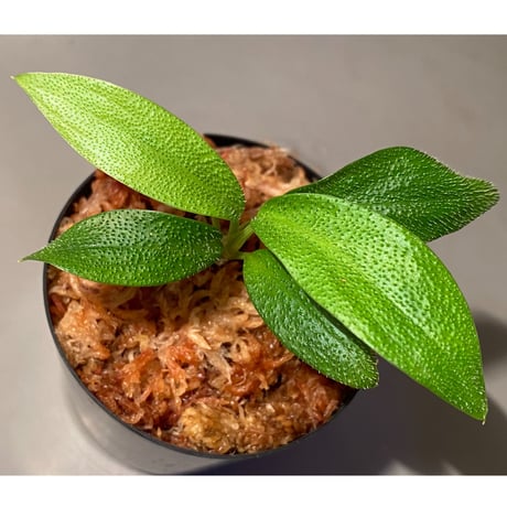 Homalomena hasei "狐尾" from Aceh sumatera [LA0616-04]