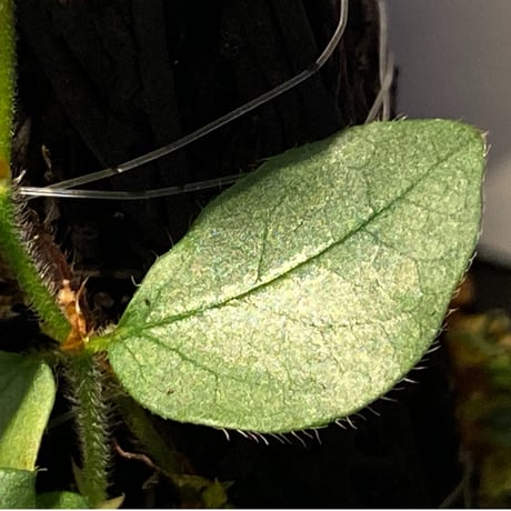 Ficus sp. from Murung raya [LA0515-05]