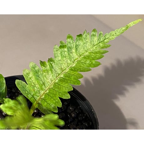 Polypodium sp. from Perak MALAYSIA [R0718-01]
