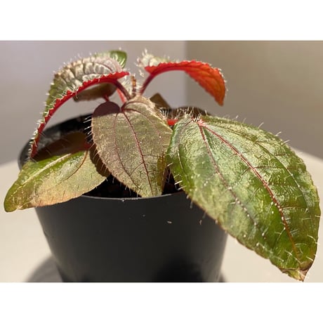 Phyllagathis sp. from Cao Bang Viet Nam [R1217-02]
