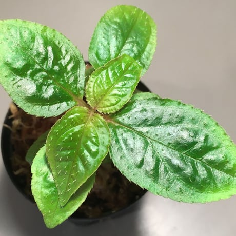 Sonerila sp. wf1 from Phang Nga Thailand [KZT]