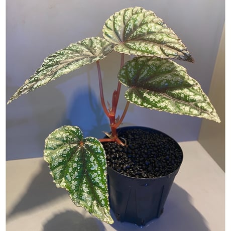 Begonia handelii var. prostrata from Viet Nam
