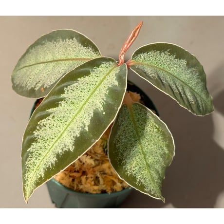 Ardisia sp. "Light Saber"