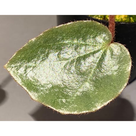 Begonia sp. f1 from Sumatera [NT ORCHID]