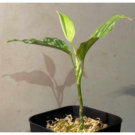 Aglaonema pictum "Rainy Blue" BNN from Sibolga timur [AZ0817-4c]