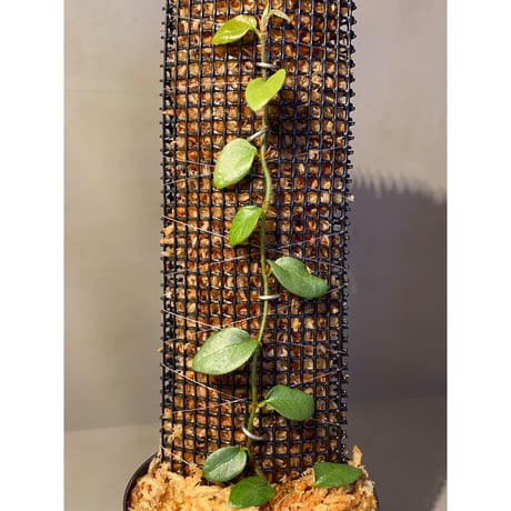 Ficus sp. from Murung raya [LA0515-05]