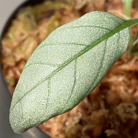 Acanthaceae gen. from Laos [LA]