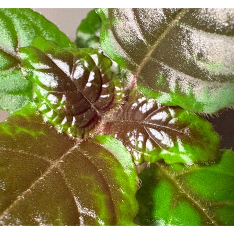 Nautilocalyx glandulifer