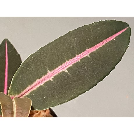 Labisia sp. from Sumatera barat [TB]