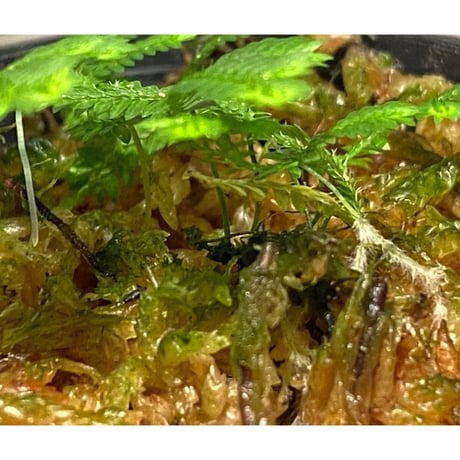 Selaginella biformis [STRINGE PLANTS]