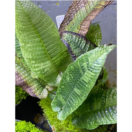 Thelypteris sp. from Sunset Peak [YH0916-f2]