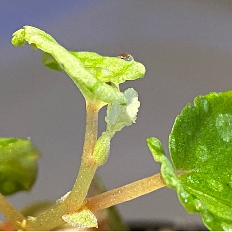 Begonia chlorosticta (Green) from Borneo Sarawak