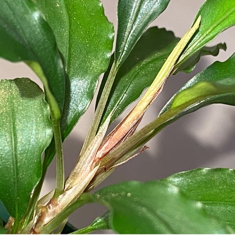 (大株) Bucephalandra sp. from Sintang