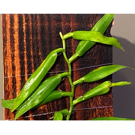 Epipremnum sp. from Trat Thailand