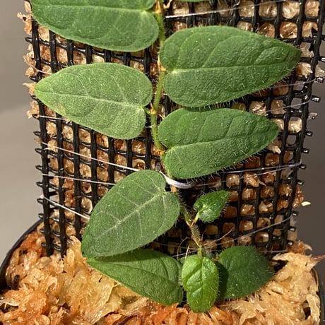 Ficus sp. "Nanga pinoh" [TB]