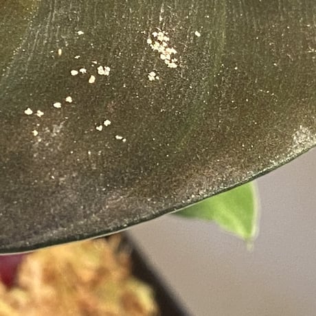 Homalomena sp. from West Kalimantan