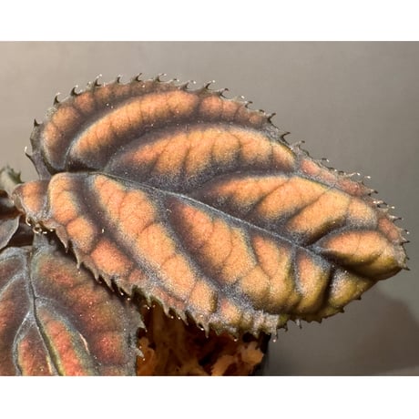 Ardisia sp. from Vietnam
