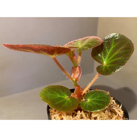 Begonia sp. from Manaus