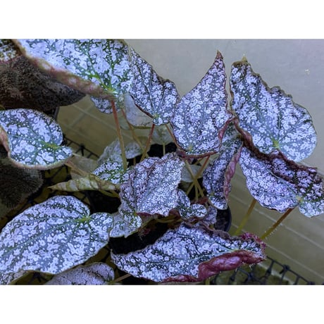 Begonia formosana from Taiwan