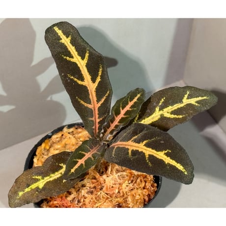 Aphelandra maculata from Madre de Dios [LA1017-02]