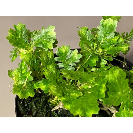 Selaginella sp. バリエガータ from "Nanga pinoh" [TB]
