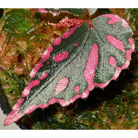 Begonia sp. ぼっち株 from Julau [R1214-01b]