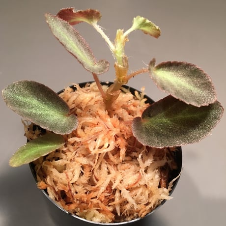 Begonia thelmae from Brazil