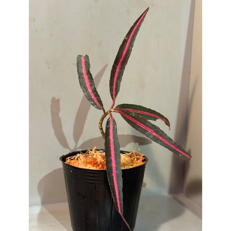 Labisia sp. from Vietnam