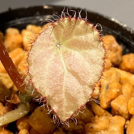Begonia kingiana from Jerantut [TK170717]