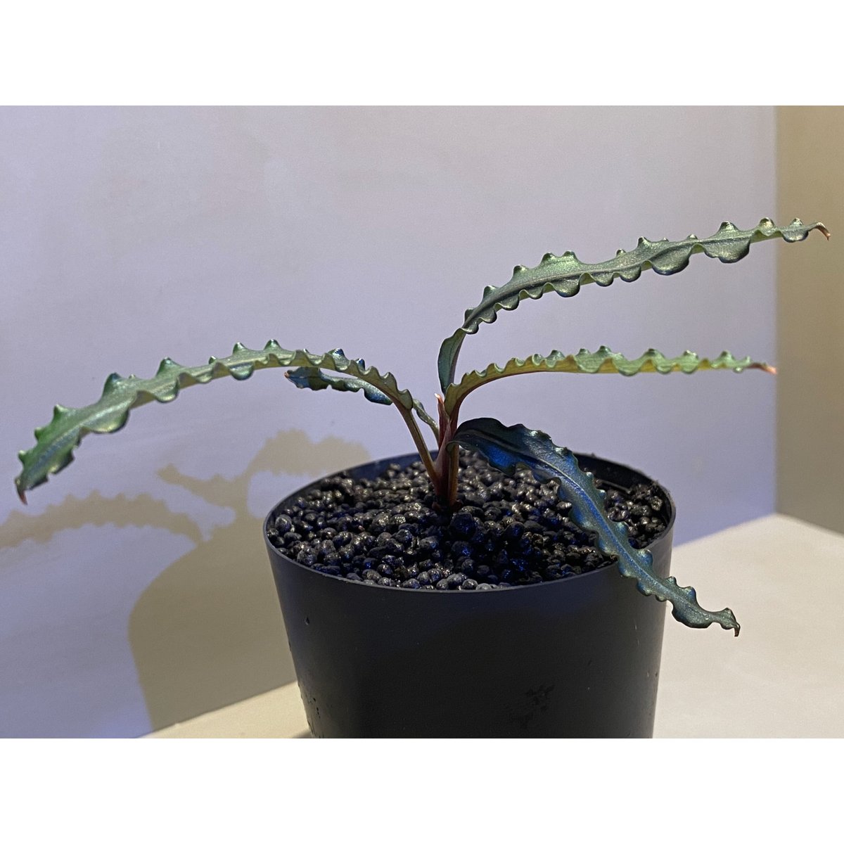 bucephalandra sp. mangat 【MF0417ー2A】 Bucephalandra sp. from 