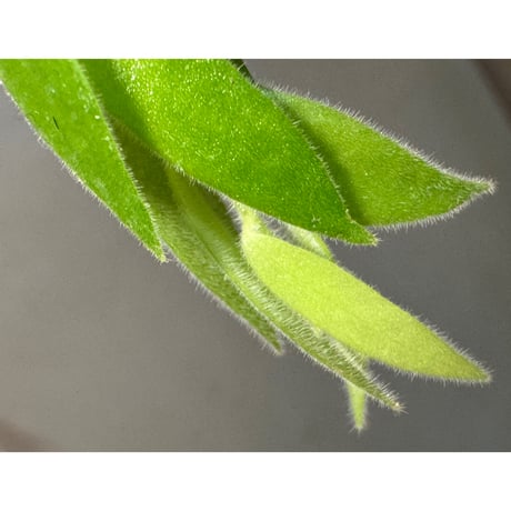 Ceratostema rauhii ②