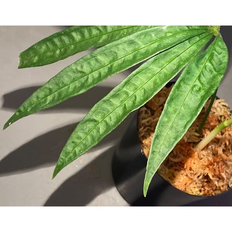 Anthurium polyschistum from Napo Ecuador [tanakay]