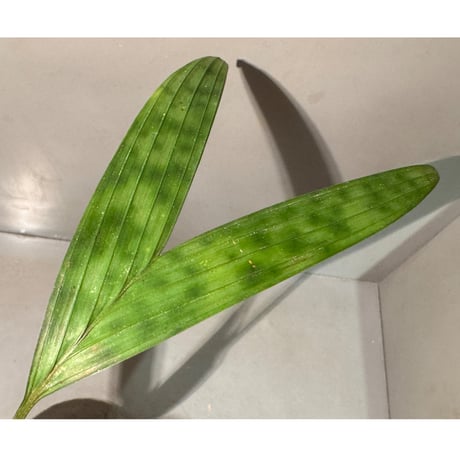 Pinanga crassipes from Sekadau