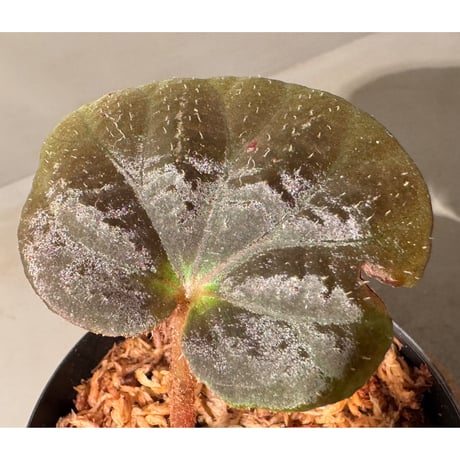 Begonia sp. from Cao Bang [YH251019] TK