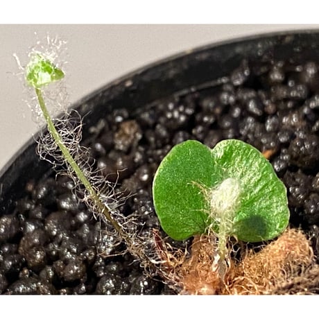 Adiantum reniforme