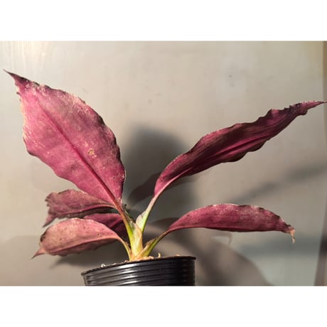 Dracaena sp. from Landak West Kalimantan