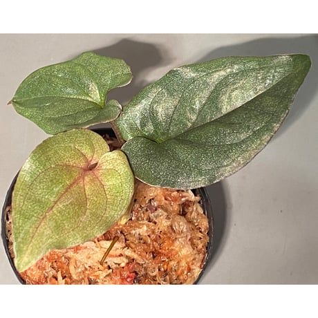 Syngonium sp. from Choco Colombia [tanakay]